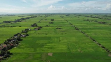 Kedah ve Perlis 'in Paddy Rice Tarlaları, Malezya