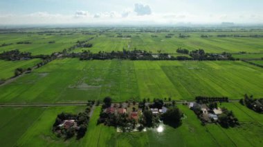 Kedah ve Perlis 'in Paddy Rice Tarlaları, Malezya