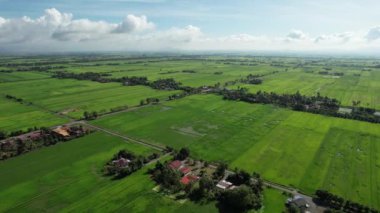 Kedah ve Perlis 'in Paddy Rice Tarlaları, Malezya