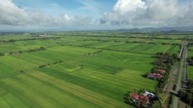 Kedah ve Perlis 'in Paddy Rice Tarlaları, Malezya