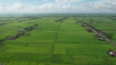 Kedah ve Perlis 'in Paddy Rice Tarlaları, Malezya