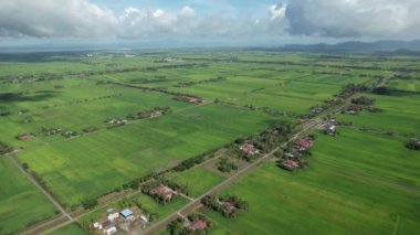 Kedah ve Perlis 'in Paddy Rice Tarlaları, Malezya