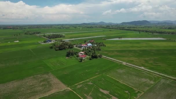 Paddy Rice Fields Kedah Perlis Malaysia — Stock Video