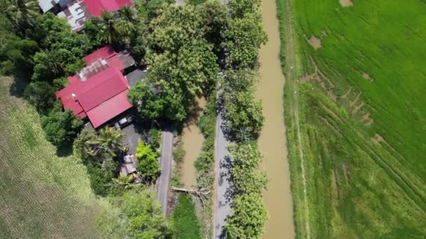 Педівські Рисові Поля Кед Перліс Малайзія — стокове відео