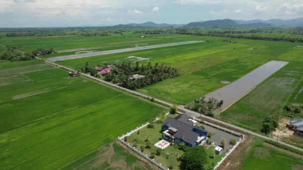 Paddy Rice Fields Kedah Och Perlis Malaysia — Stockvideo