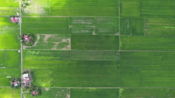 Los Campos Arroz Arroz Kedah Perlis Malasia — Vídeos de Stock