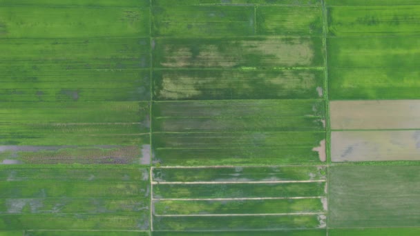 Paddy Rice Fields Kedah Perlis Malaysia — Vídeos de Stock