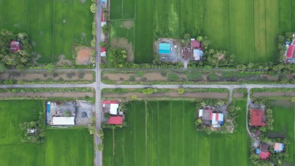 马来西亚Kedah和Perlis的稻田 — 图库视频影像