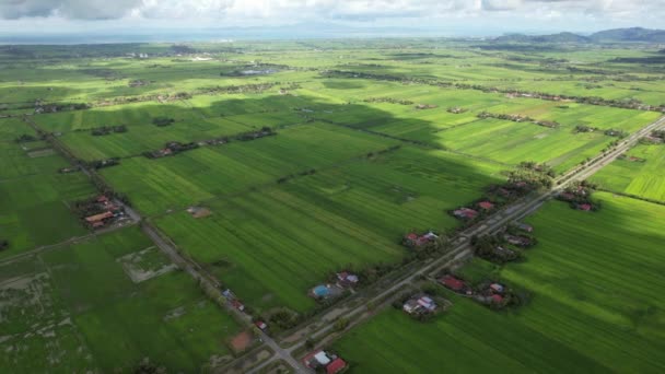Kedah Perlis Paddy Rice Tarlaları Malezya — Stok video