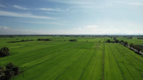 Paddy Rice Fields Kedah Perlis Malaysia — Vídeos de Stock