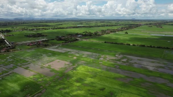 Kedah Perlis Paddy Rice Tarlaları Malezya — Stok video