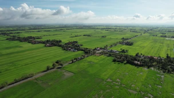 Paddy Rice Fields Kedah Perlis Малайзия — стоковое видео