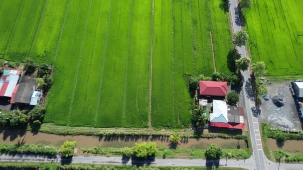 Paddy Rice Fields Kedah Perlis Malaysia — Vídeos de Stock