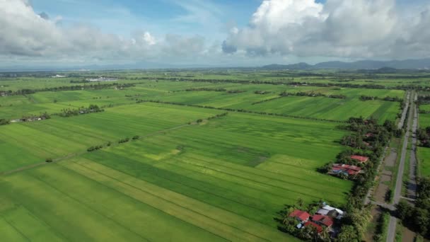 Paddy Rice Fields Kedah Och Perlis Malaysia — Stockvideo