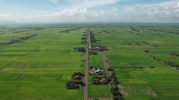 Paddy Rice Fields Kedah Perlis Malaysia — Video