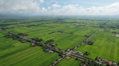 Kedah ve Perlis 'in Paddy Rice Tarlaları, Malezya