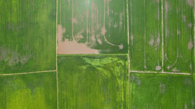 Kedah ve Perlis 'in Paddy Rice Tarlaları, Malezya