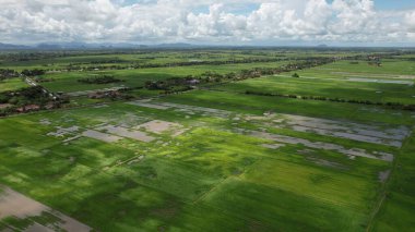 Kedah ve Perlis 'in Paddy Rice Tarlaları, Malezya