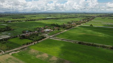 Kedah ve Perlis 'in Paddy Rice Tarlaları, Malezya