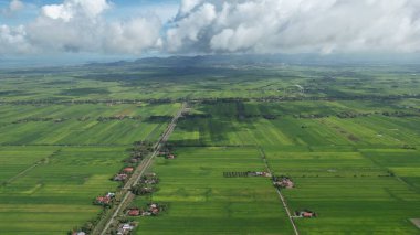 Kedah ve Perlis 'in Paddy Rice Tarlaları, Malezya