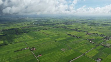 Kedah ve Perlis 'in Paddy Rice Tarlaları, Malezya