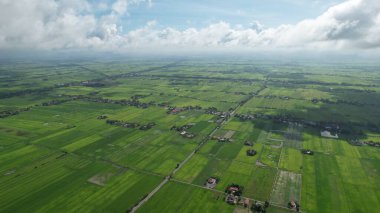 Kedah ve Perlis 'in Paddy Rice Tarlaları, Malezya
