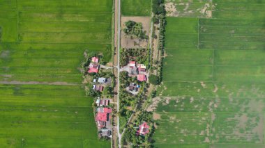 Kedah ve Perlis 'in Paddy Rice Tarlaları, Malezya