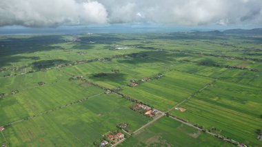 Kedah ve Perlis 'in Paddy Rice Tarlaları, Malezya