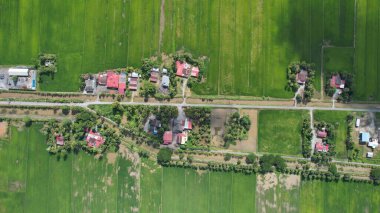Kedah ve Perlis 'in Paddy Rice Tarlaları, Malezya