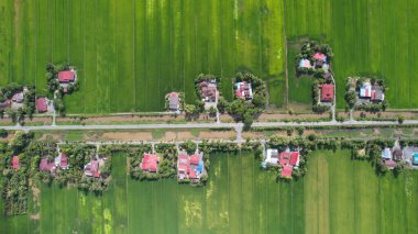 Kedah ve Perlis 'in Paddy Rice Tarlaları, Malezya