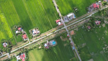 Kedah ve Perlis 'in Paddy Rice Tarlaları, Malezya