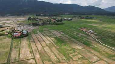 Kedah ve Perlis 'in Paddy Rice Tarlaları, Malezya