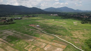 Kedah ve Perlis 'in Paddy Rice Tarlaları, Malezya