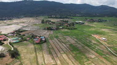 Kedah ve Perlis 'in Paddy Rice Tarlaları, Malezya