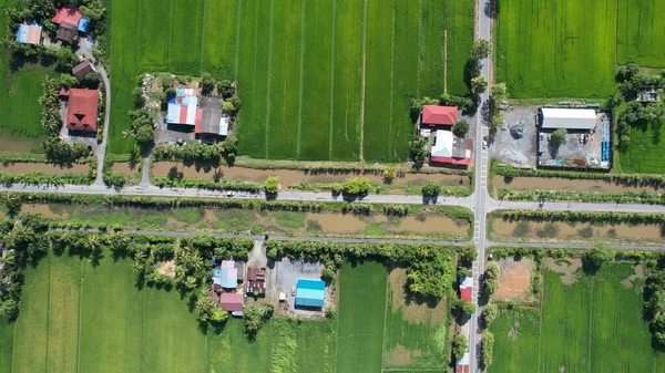 Paddy Rice Fields Kedah Perlis Malaysia — Photo