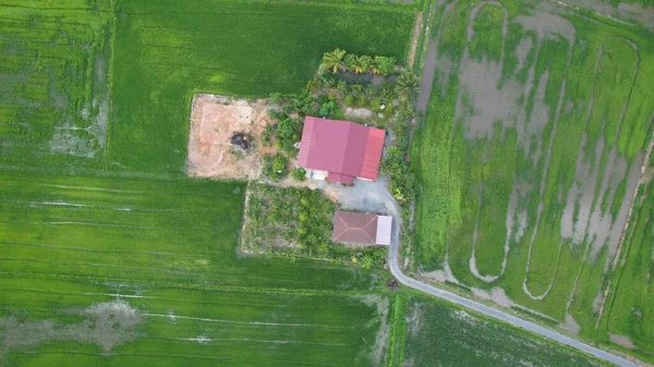 Paddy Rice Fields Kedah Perlis Malaysia — Foto de Stock