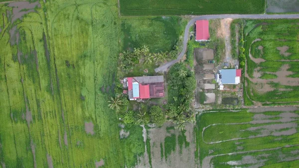 Ladang Paddy Rice Kedah Dan Perlis Malaysia — Stok Foto