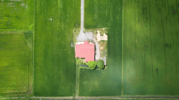 Paddy Rice Fields Kedah Perlis Malaysia — Stock Photo, Image