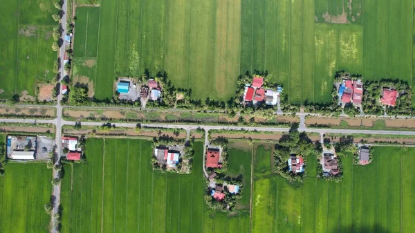 Paddy Rice Fields Kedah Perlis Malaysia — Fotografia de Stock