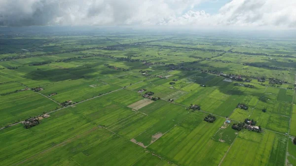 Paddy Rice Fields Kedah Perlis Малайзия — стоковое фото