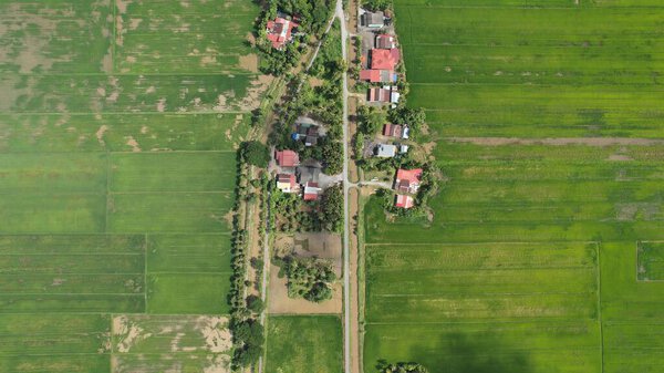 The Paddy Rice Fields of Kedah and Perlis, Malaysia