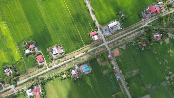 Campos Arroz Paddy Kedah Perlis Malásia — Fotografia de Stock