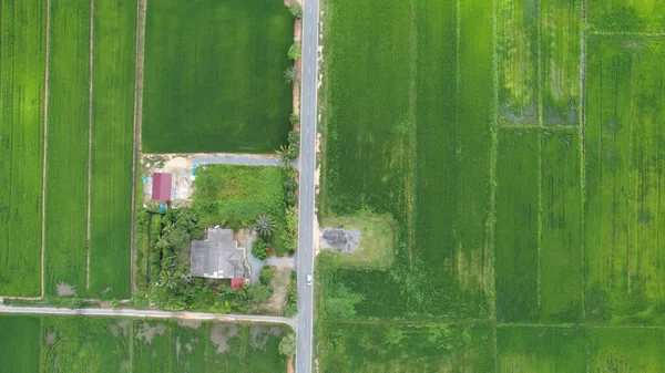 Campos Arroz Paddy Kedah Perlis Malásia — Fotografia de Stock