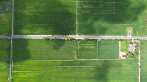 Paddy Rice Fields Kedah Perlis Malaysia — Stock Photo, Image