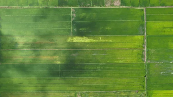 Campos Arroz Paddy Kedah Perlis Malásia — Fotografia de Stock