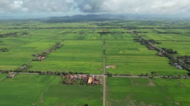 Kedah ve Perlis 'in Paddy Rice Tarlaları, Malezya