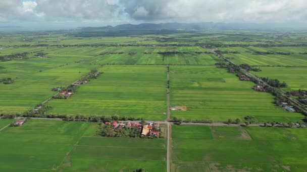 Kedah Perlis Paddy Rice Tarlaları Malezya — Stok video