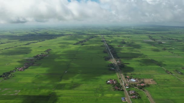 Paddy Rice Fields Kedah Perlis Malaysia — Video