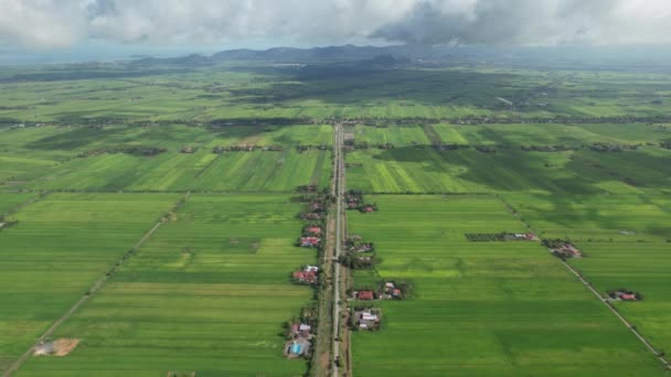 Paddy Rice Fields Kedah Perlis Malaysia — Vídeos de Stock