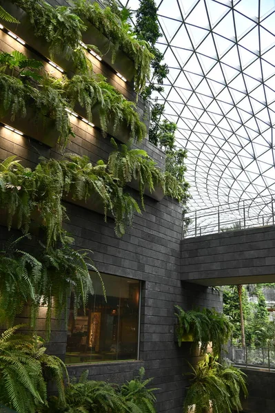 Changi, Singapur - 13 Temmuz 2022: Changi Havalimanı Modern Peyzajları